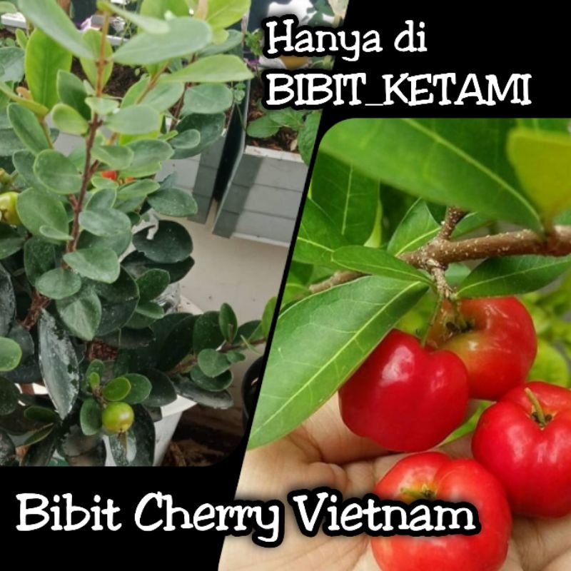 Jual Bibit Cherry Vietnam - Kategori Standart (ORIGINAL) | Shopee Indonesia
