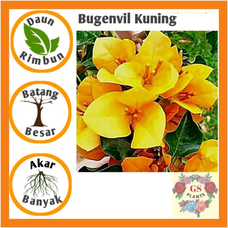 Jual Bibit Tanaman Hias Bugenvil Bunga Kertas Kuning Bougenville Tanaman Hias Hidup Bunga