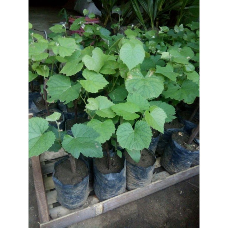 BIBIT ANGGUR SUPER  MURAH (1kg muat 5 bibit) BERGARANSI