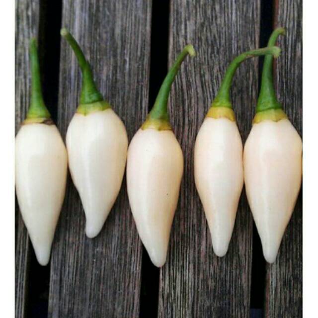 Jual Paket Isi Seed Benih Biji Bibit Cabe Hias Cabe Putih Cabai White Coyote Zen