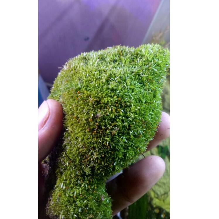 Jual F⚡ASH SALE MOSS MUTIARA SPAGNUM MOSS MOSS DARAT STAR
