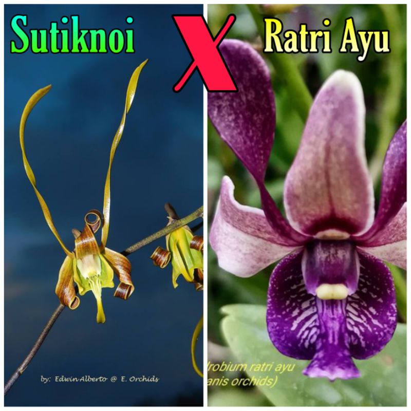 Jual DENDROBIUM SUTIKNOI X RATRI AYU (PRA DEWASA) | Shopee Indonesia