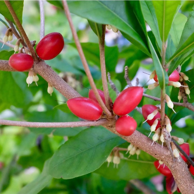 Jual Tanaman buah ajaib siap berbuah / pohon miracle fruit berbuah ...