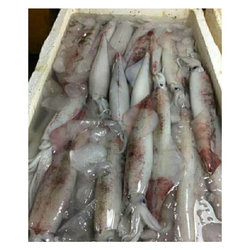 Jual Cumi Bangka Segar Cumi Jumbo 1kg Seafood Segar Fresh Bergaransi