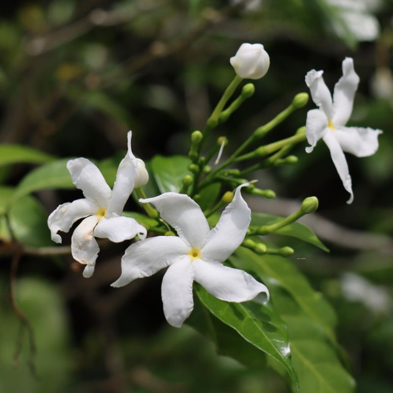Jual Bibit tanaman bunga putih melati rombusa (Tabernaemontana ...