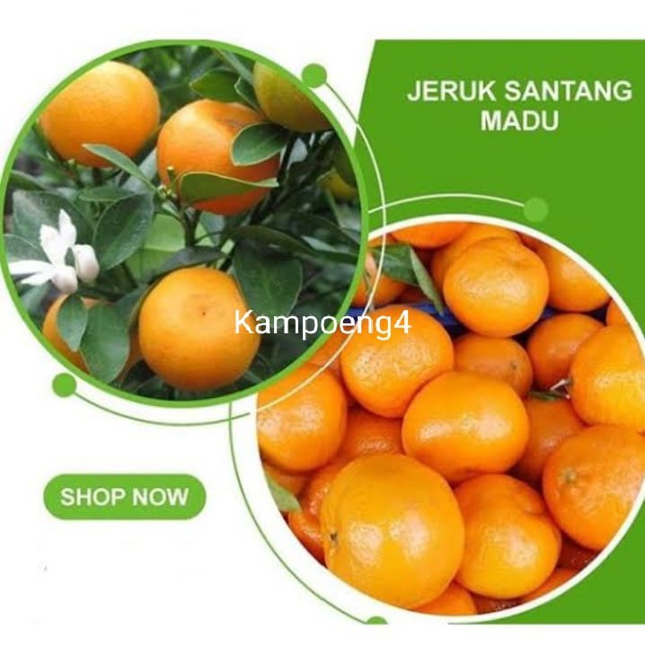 ( COD ) bibit jeruk Santang madu kondisi berbuah terlaris