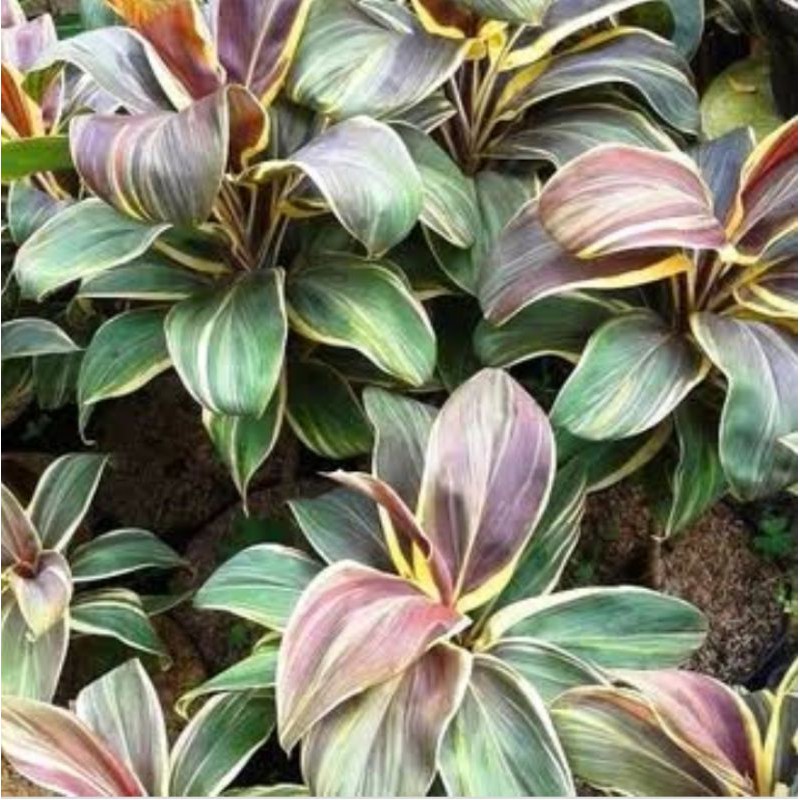 Jual Tanaman Hias Hanjuang Andong Variegata/Andong Tricolor | Shopee ...