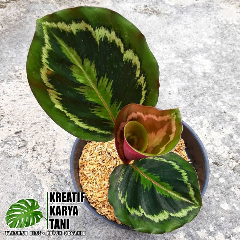 Jual Tanaman Hias Calathea Medalion Calathea Medalion Original