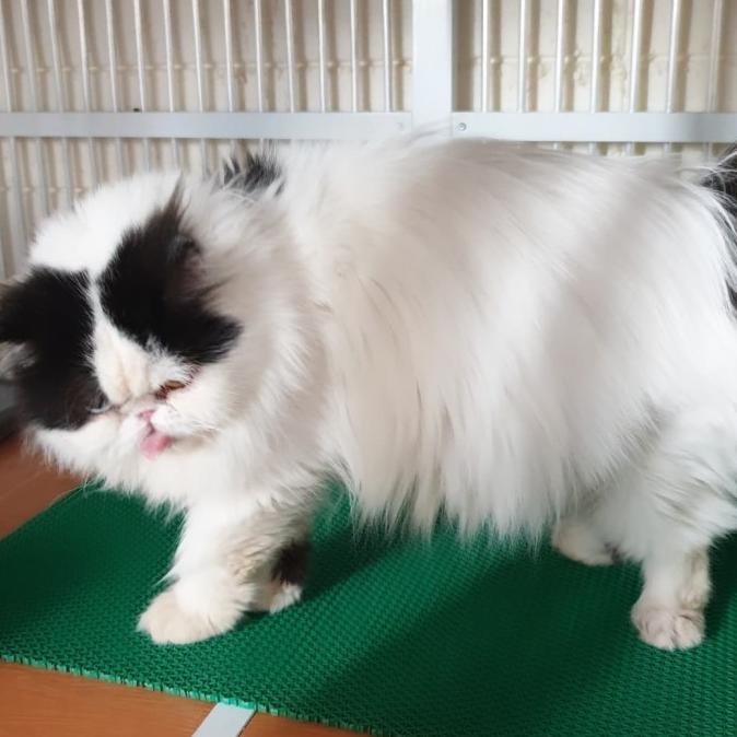Jual HARGA SPESIAL Pet Mat / Alas Kandang Tebal Anti Air Aneka Warna ...