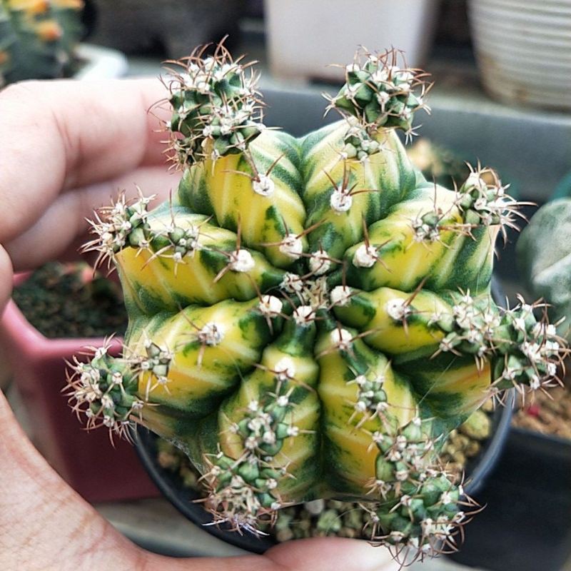 Jual Gymno Miha variegata Potelan anakan | Shopee Indonesia