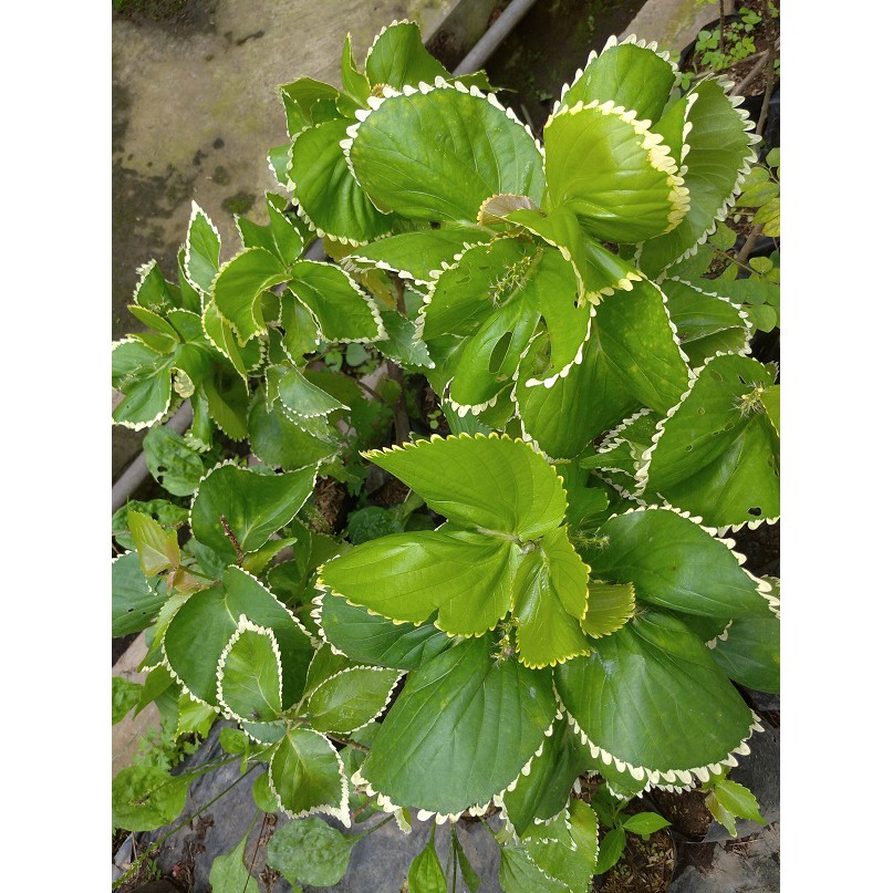 Jual acalypha Harga Terbaik & Termurah Mei 2026 | Shopee Indonesia