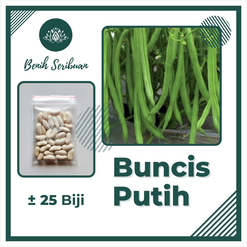 Jual Biji Benih Buncis Putih Baguz Sayuran Unggul Berkualitas Bibit Tanaman Sayur Seribuan