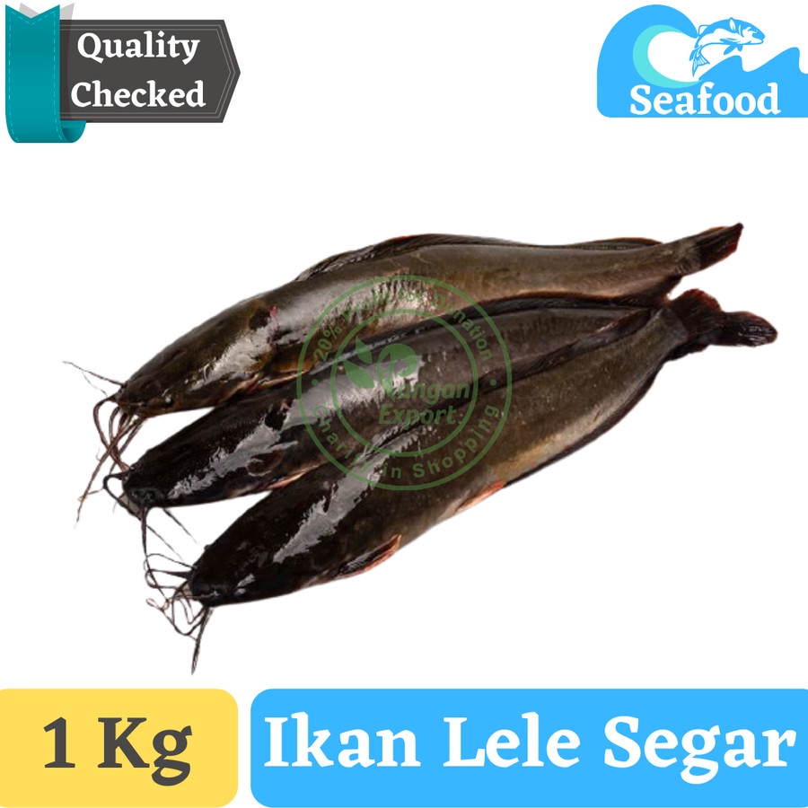 Jual Ikan Lele Segar Lele Hidup Ikan Keli Ikan Kalang Lindi