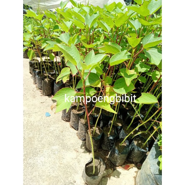 bibit tanaman bunga Rosella buat kesehatan