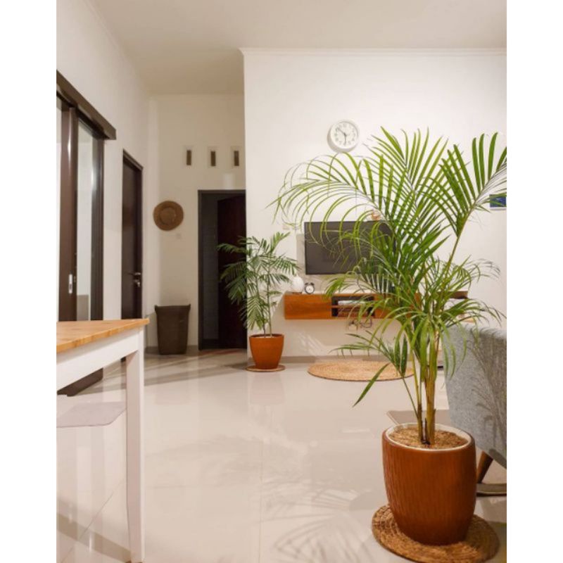 Pohon palem kuning tinggi 80cm - 1meter satu pot isi 2 pohon