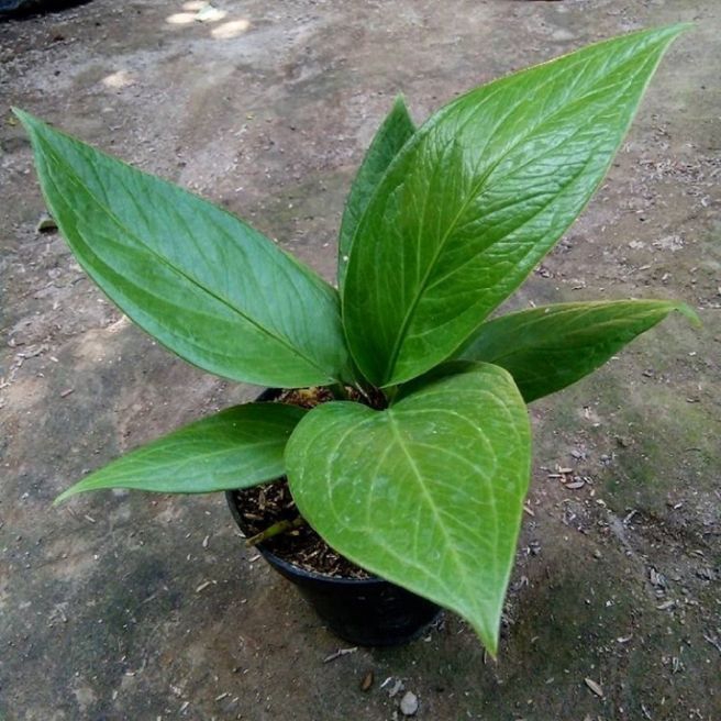 Jual Tanaman Hias Anthurium Jenmani Anthurium Jenmani Cobra Ats