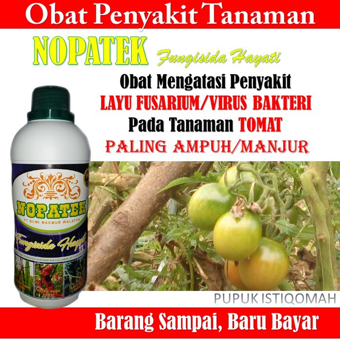 Jual Nopatek Obat Layu Fusarium Virus Bakteri Tomat Nopatek Obat