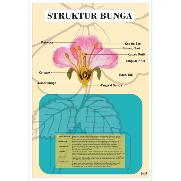 Jual Struktur Bunga Lengkap dengan Gambar dan Fungsinya | Shopee Indonesia