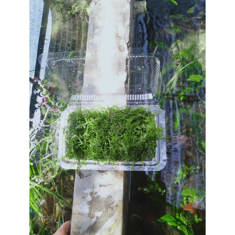 Jual java/weping mos bahan full air porsi mika-tanaman aquascape ...