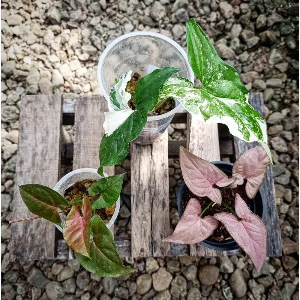 Jual Paket Tanaman Hias Ekonomis Syngo Pink Robusta, Syngo Albo ...