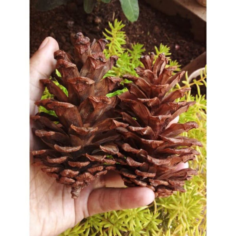 Jual bunga Pinus Kering / Pine Cone / Biji Pinus | Shopee Indonesia