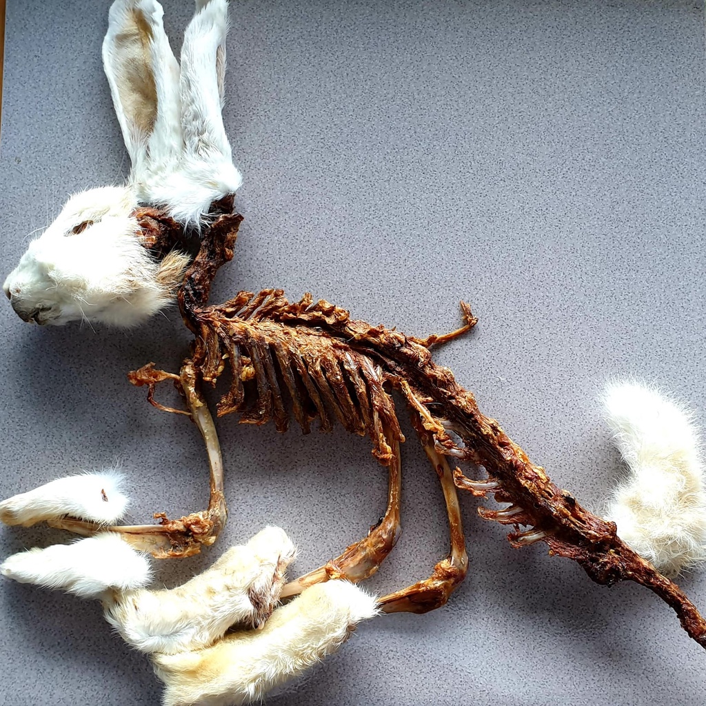 Jual RABBIT JERKY FOR DOG & CAT - EARS KUPING / FRONT FEET KAKI DEPAN ...