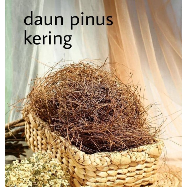 Jual Daun Pinus Kering Shopee Indonesia 6987