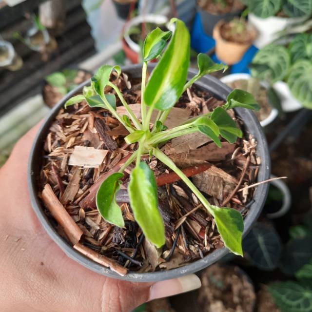 Jual Philodendron Xanadu Mini Variegata | Shopee Indonesia