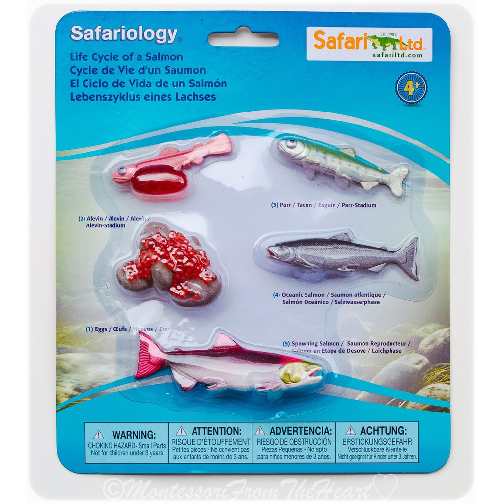 Safari cheap ltd salmon