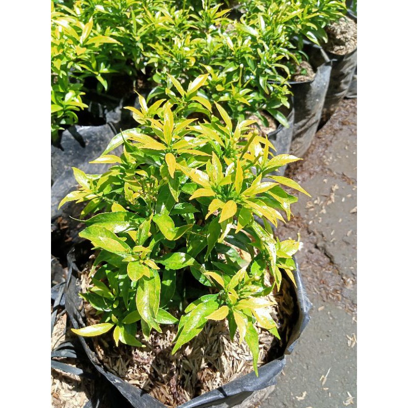 Jual rombusa kuning Harga Terbaik & Termurah Mei 2026 | Shopee Indonesia