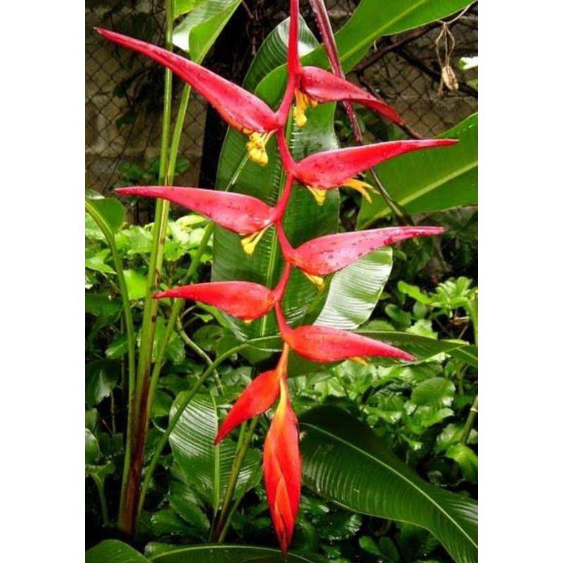 Jual Tanaman Hias Heliconia Bunga Merah Heliconia Rostrata Shopee Indonesia