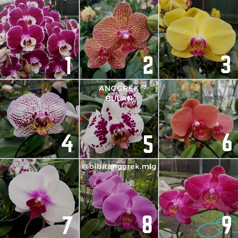 Jual Bibit Anggrek Bulan Phalaenopsis Premium Hybrid Taiwan (Seedling ...