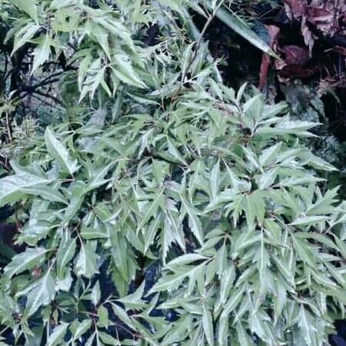 Jual READYSTOCK DAUN KENIKIR SEGAR ULAM RAJA RANDA MIDANG 100grm ...