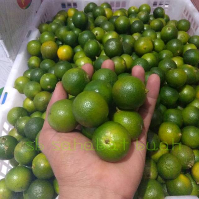 Jual Buah Jeruk Sonkit Jeruk Kunci Lemon Cui 1kg Shopee Indonesia 