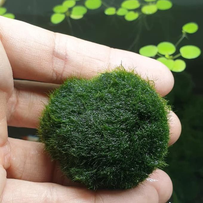 Jual Marimo Moss Ball / Japan / Original / Import / Aquascape ...