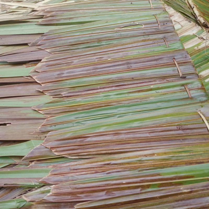 Jual Atap Daun Rumbia Dahon Basah untuk Gazebo / Cafe / Hunian ...