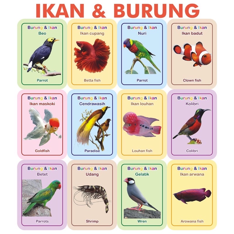 Jual Flashcard Ikan Burung Aneka Binatang Air Dan Udara Flash Card ...