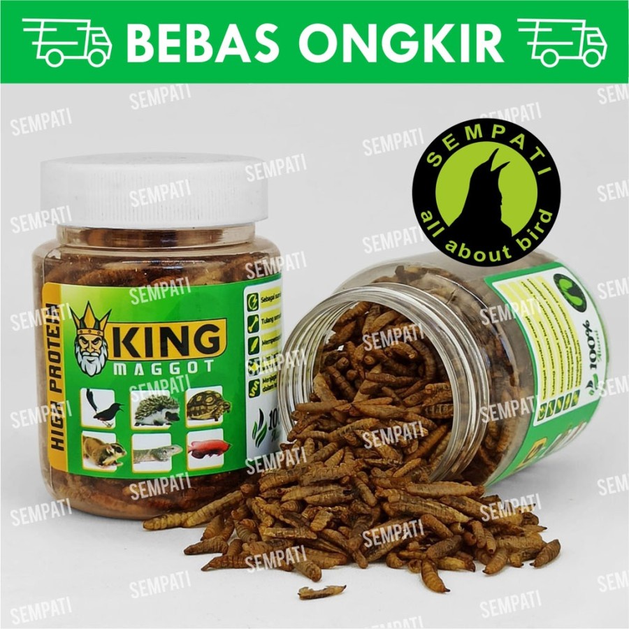 Jual KING MAGGOT BSF SUPER MAGOT KERING DRY FRESH PAKAN BURUNG MURAI TUPAI GECKO IKAN Shopee