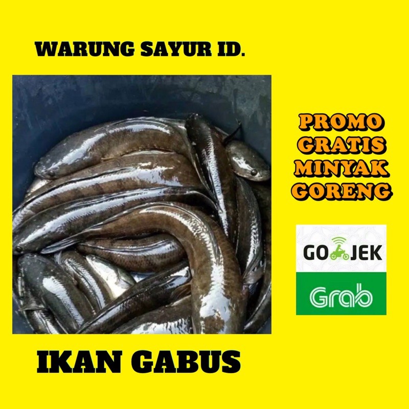Jual Ikan Gabus Segar 1 Kg Shopee Indonesia