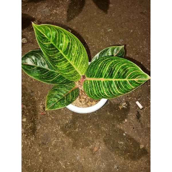 Jual Liftik Terlengkap & Harga Terbaru Juli 2026 | Shopee Indonesia