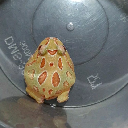 Jual Albino Pacman Frog (MK.D) | Shopee Indonesia