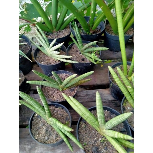 Jual Sansiviera Boncel | Shopee Indonesia