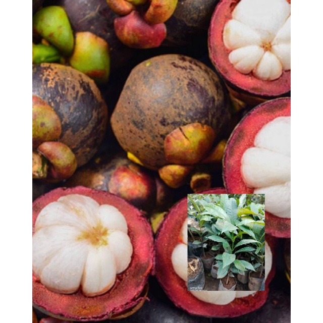 Jual Bibit Tanaman Buah Manggis Unggul Cepat Berbuah Shopee Indonesia