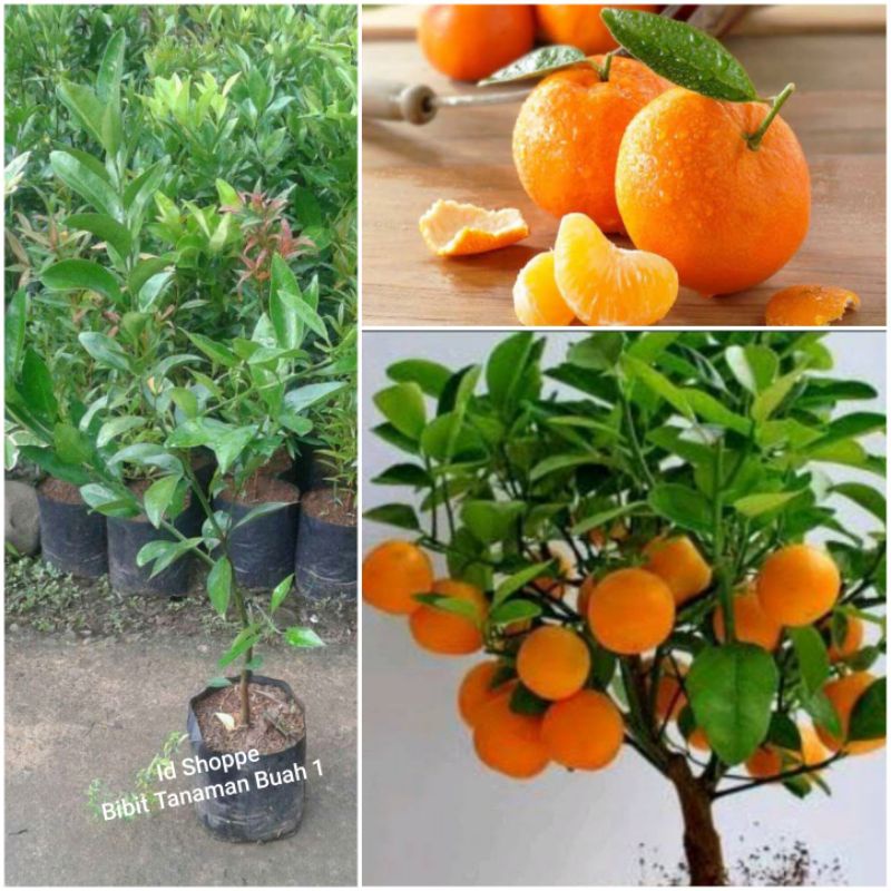 Jual Bibit Jeruk Sunkist Shopee Indonesia