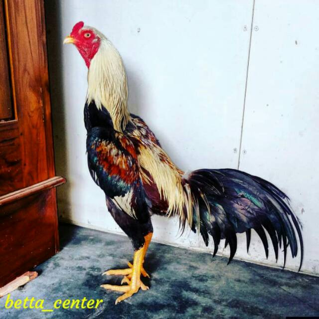 Jual Ayam Jago Kampung Hidup Jantan Size Indukan | Shopee Indonesia