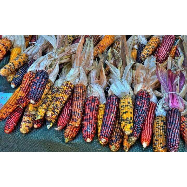 Jual Bibit Benih Biji Jagung Pelangi Ornamental Rainbow Corn Biji