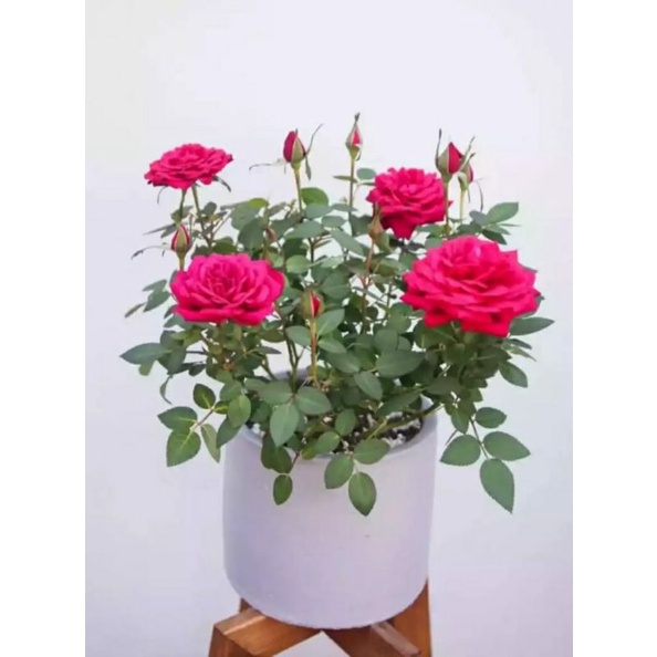 Jual Bunga Rose Terlengkap & Harga Terbaru Mei 2026 | Shopee Indonesia