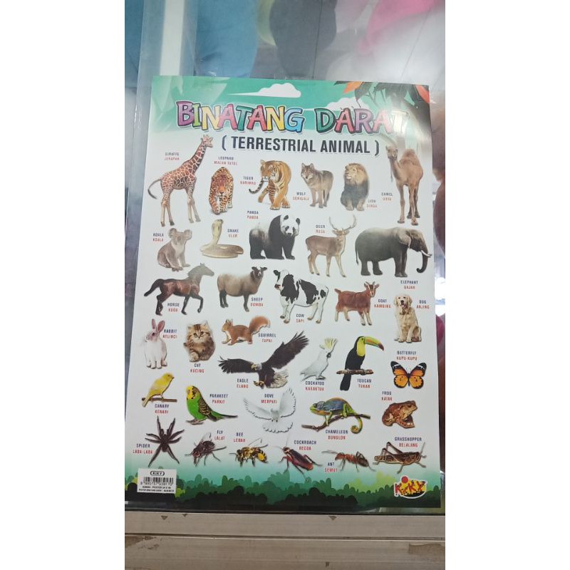 Jual Poster Edukasi Anak | Shopee Indonesia