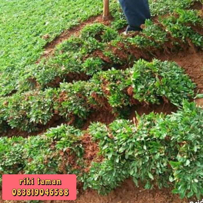 Jual Bibit Rumput gajah mini Hijau 100×100 cm | Shopee Indonesia