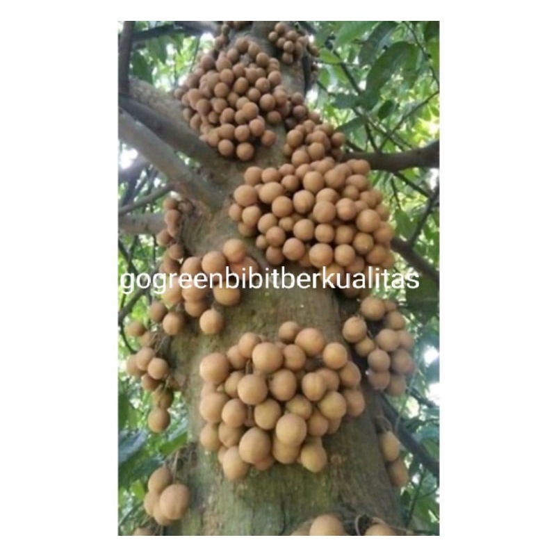 Bibit tanaman buah kepel diskon